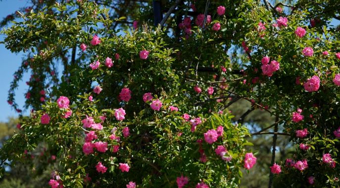 Get It Growing: Super Plant Peggy Martin rose represents Louisiana